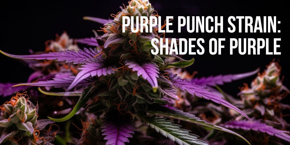 Purple Punch Strain: Shades of Purple