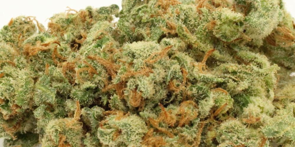 5 Best Weed Strains for Nausea Relief