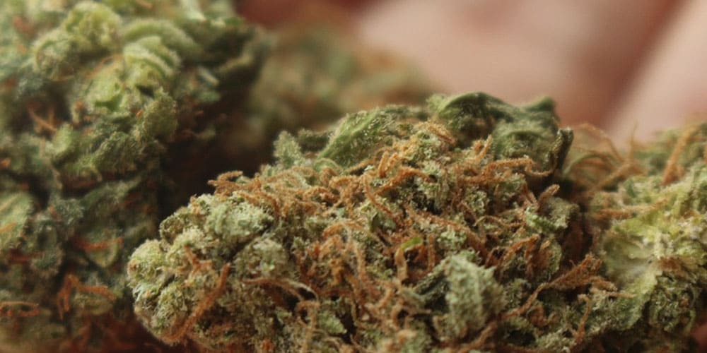 How Are New Weed Strains Created? A Process Explained