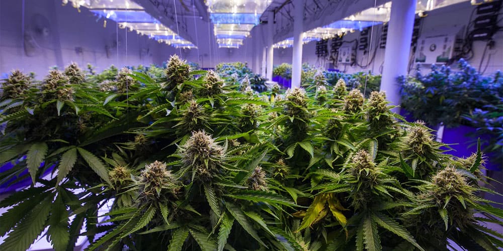 Grow Hydroponic Cannabis