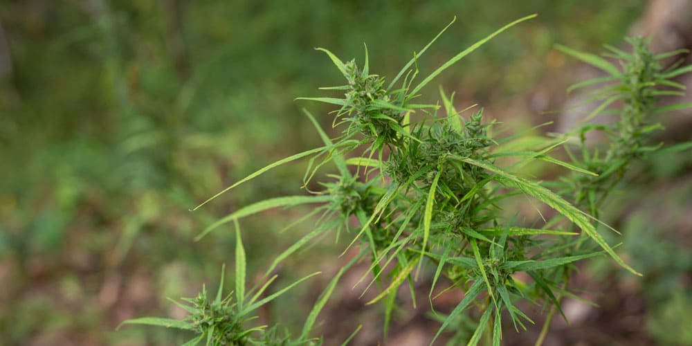 Introduction to Cannabis Ruderalis - A Beginner's Guide