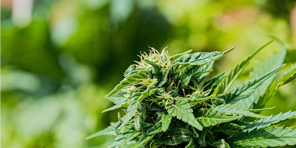 How to Identify Mature Cannabis Plants: A Comprehensive Guide