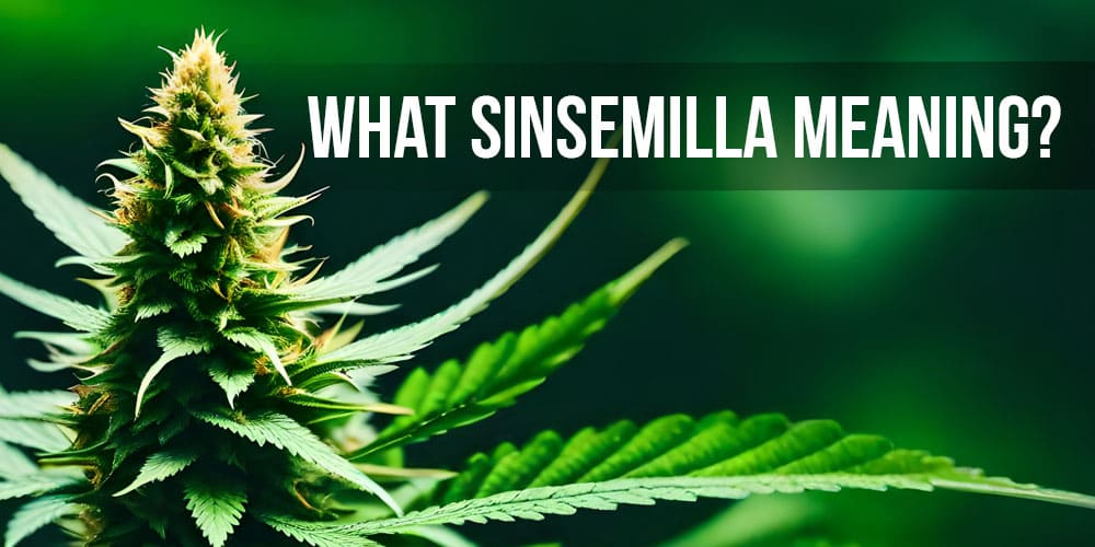 What Sinsemilla meaning?
