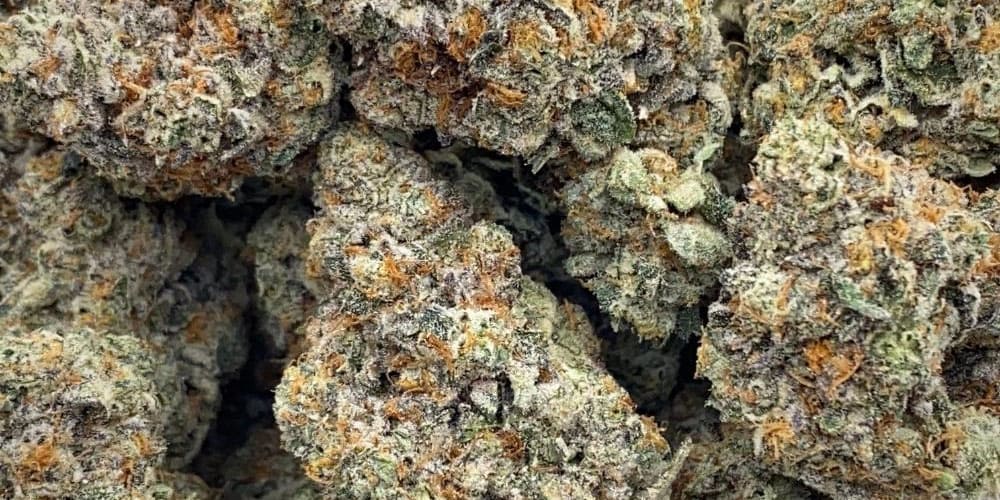 Georgia Pie Strain: A Sweet Slice of Cannabis Culture