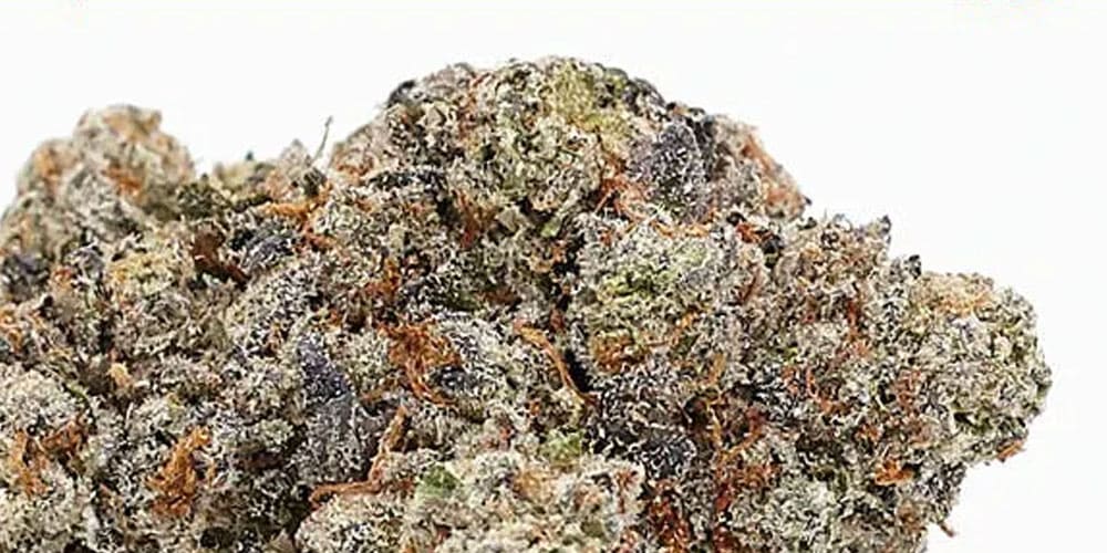 Georgia Pie Strain: A Sweet Slice of Cannabis Culture
