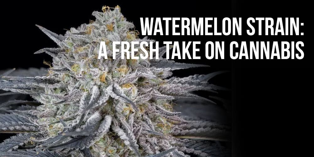 Watermelon Strain: A Fresh Take on Cannabis