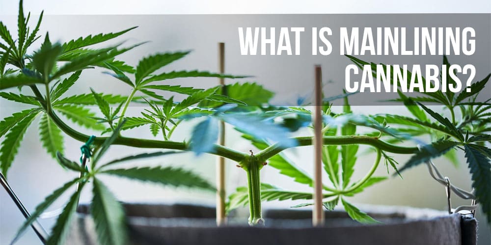 What is Mainlining Cannabis?