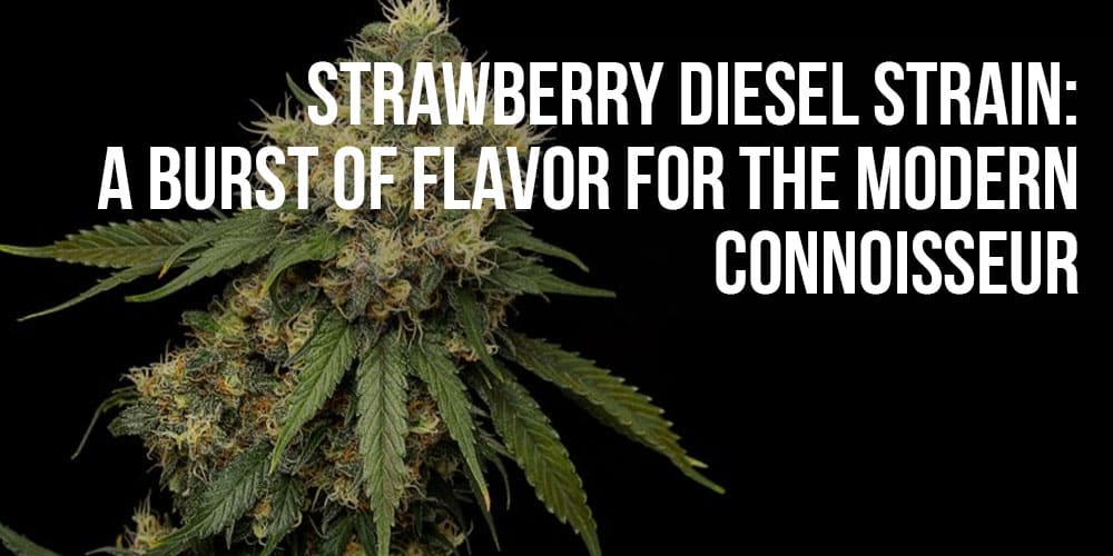 Strawberry Diesel Strain: A Burst of Flavor for the Modern Connoisseur