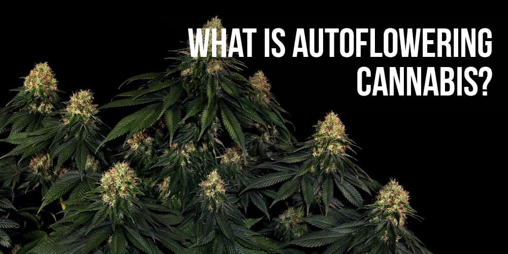 What is Autoflowering Cannabis?