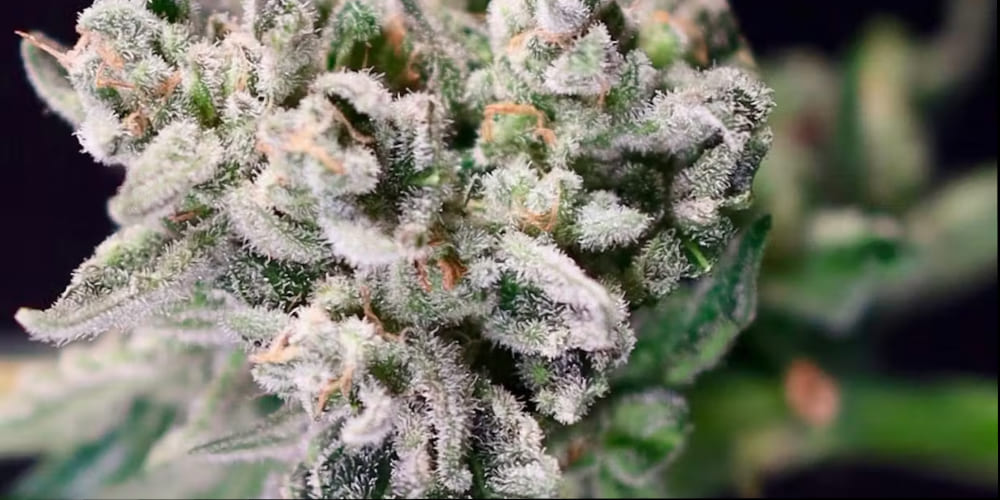 Jealousy Cannabis Buds Full Bloom