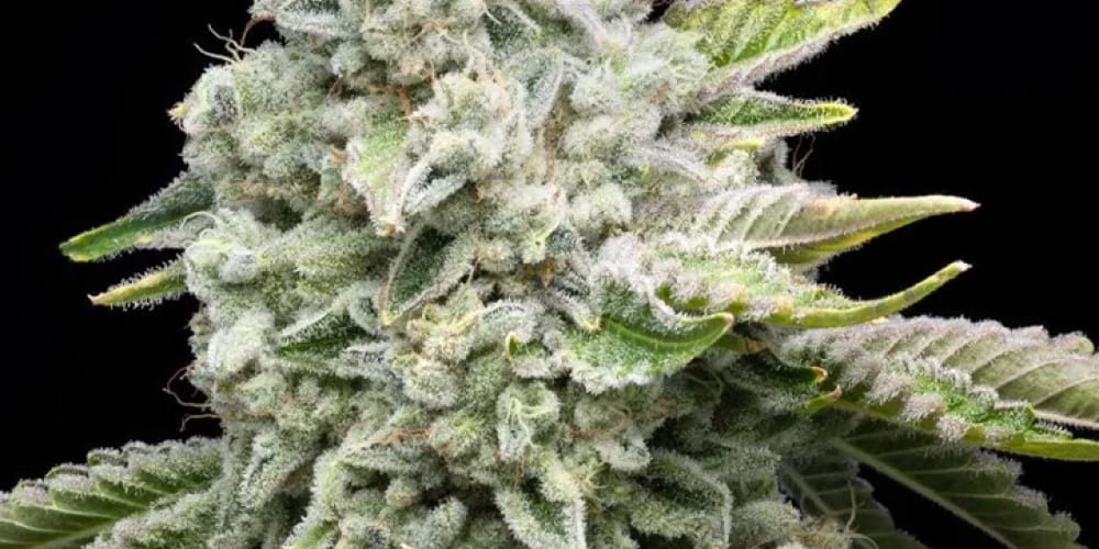 Jealousy Strain Cannabis Flower Detail