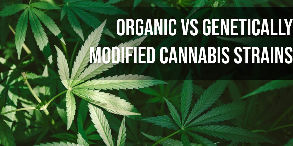 Organic vs Genetically Modified Cannabis Strains