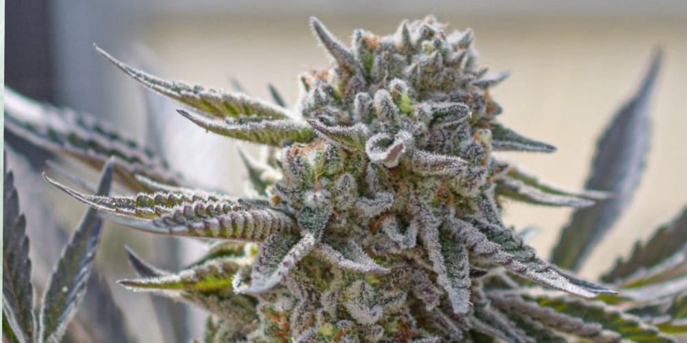 Premium Jealousy Hybrid Cannabis Buds