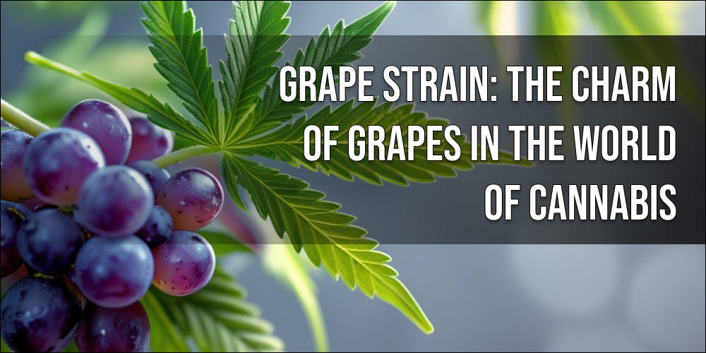 Grape Strain