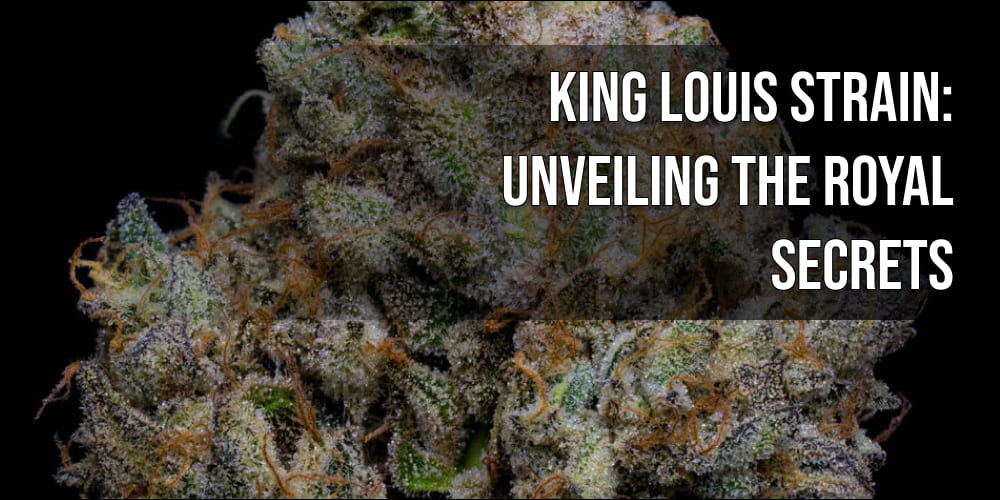 King Louis Strain Unveiling the Royal Secrets