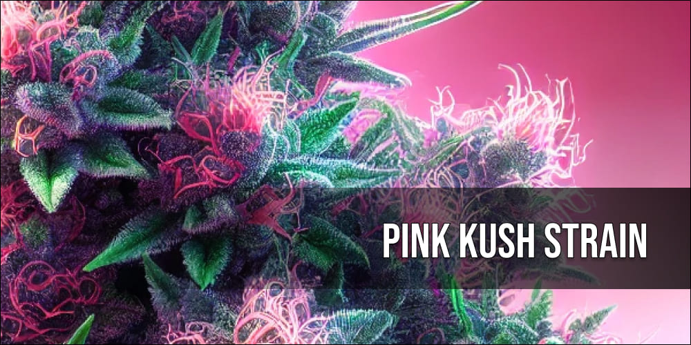 Pink Kush strain