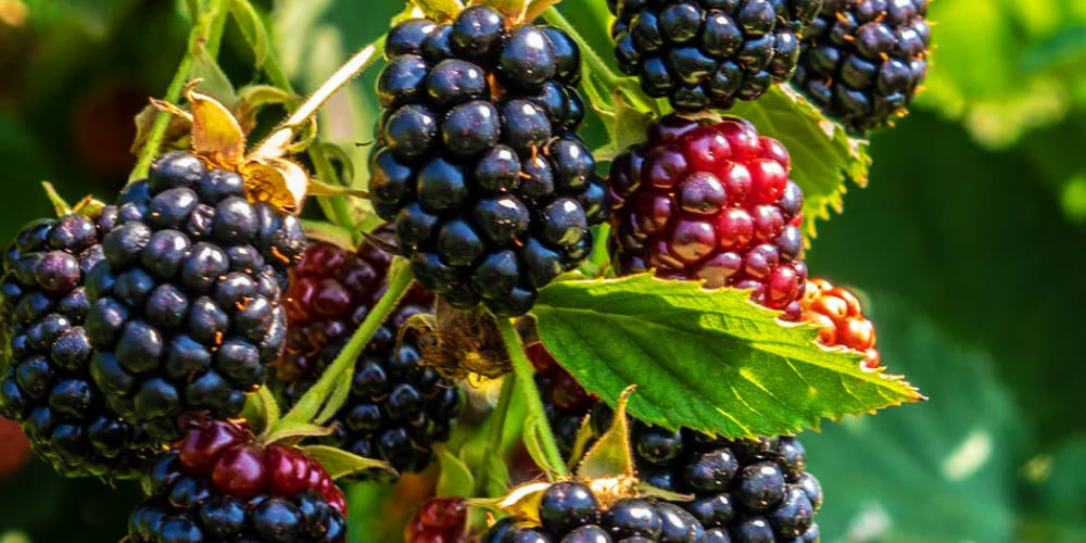 Close-up of a soft, chewy blackberry THC gummy