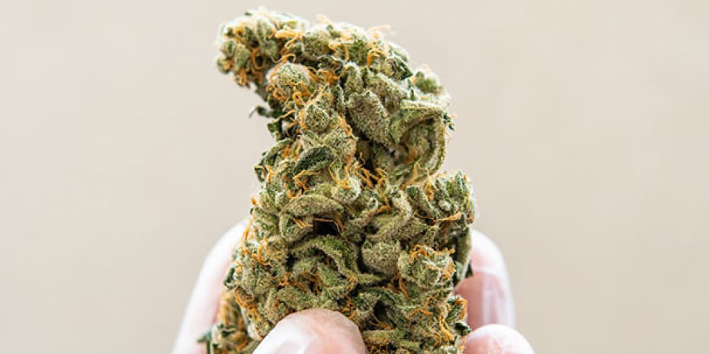 A raw THCA flower strain with vibrant green and orange hues, not yet decarboxylated.