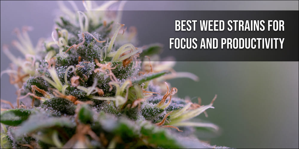 Best Weed Strains for Focus and Productivity