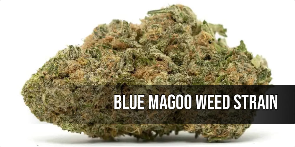 Blue Magoo weed Strain