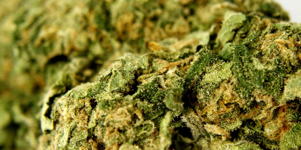 A fresh Lemon Haze cannabis bud with bright green leaves, exuding a citrusy aroma.