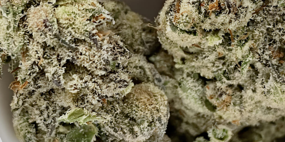 Marshmallow OG cannabis buds with purple hues and frosty coating