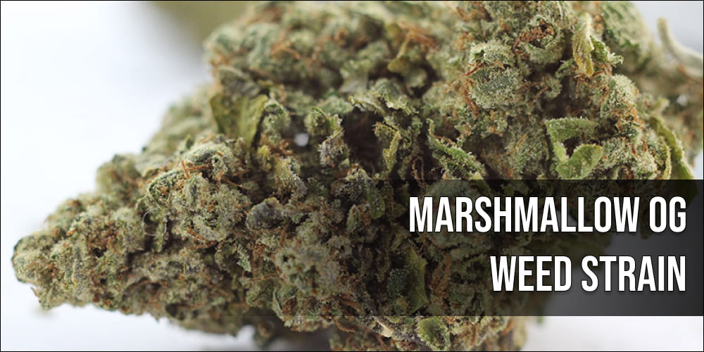 Marshmallow OG Weed Strain