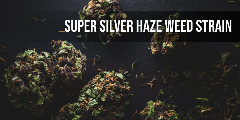 Super Silver Haze Weed Strain