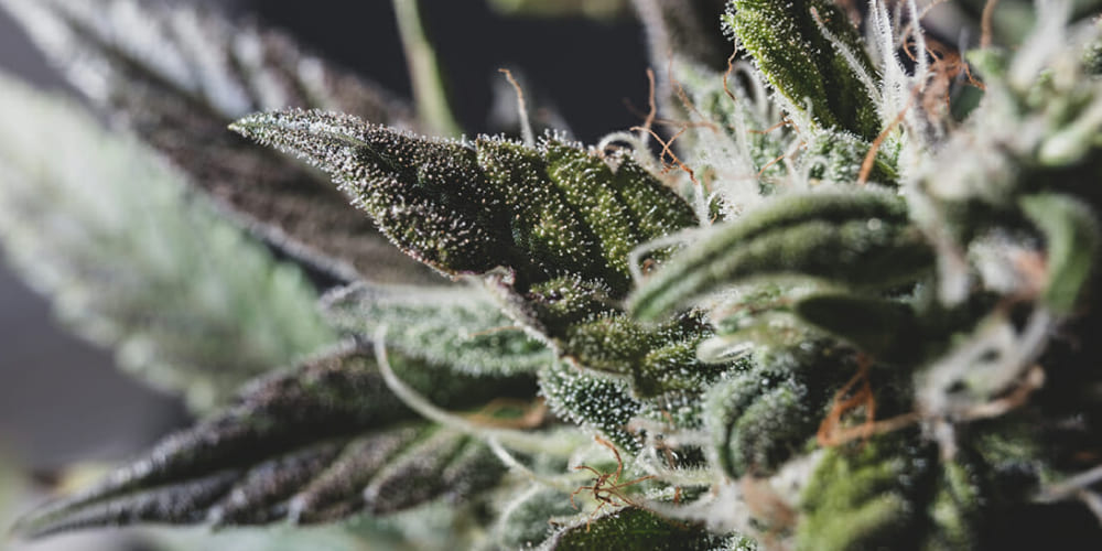 Close-up of Bubba Kush cannabis buds covered in trichomes