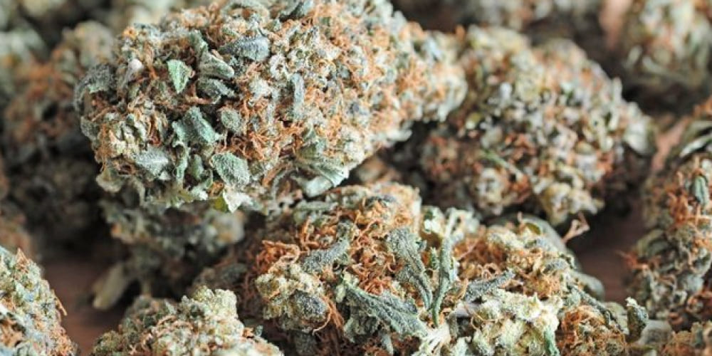 A dense, resin-coated Durban Poison cannabis bud