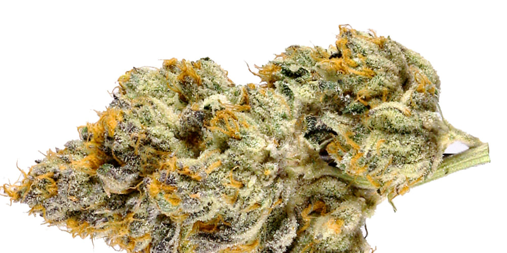 Durban Poison cannabis buds covered in trichomes, with a deep green color