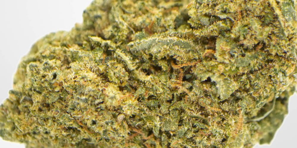 Freshly ground Blue Magoo cannabis in a grinder, revealing its trichome-rich texture.