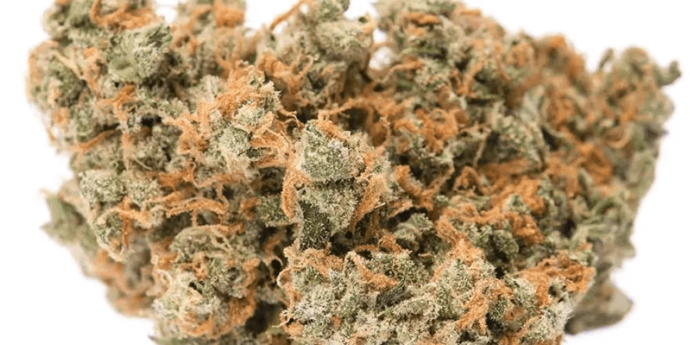 Jack Herer cannabis buds with dense structure and a spicy, earthy aroma