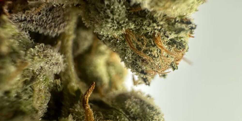 Jet Fuel Runtz cannabis bud with dense trichomes and orange pistils.