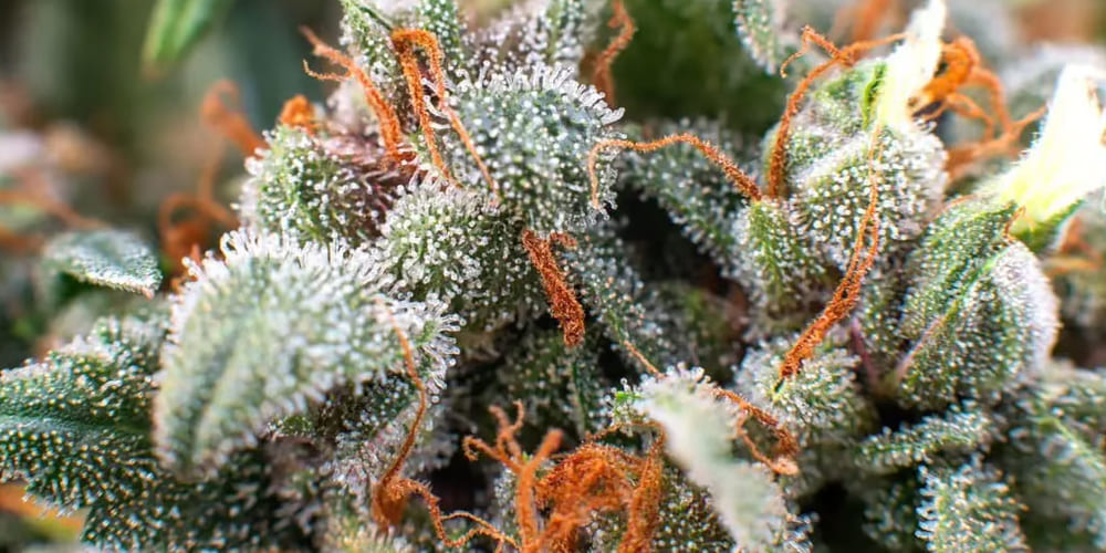 A premium Lemon Cherry Gelato cannabis bud with deep purple and orange pistils displayed on a wooden tray.