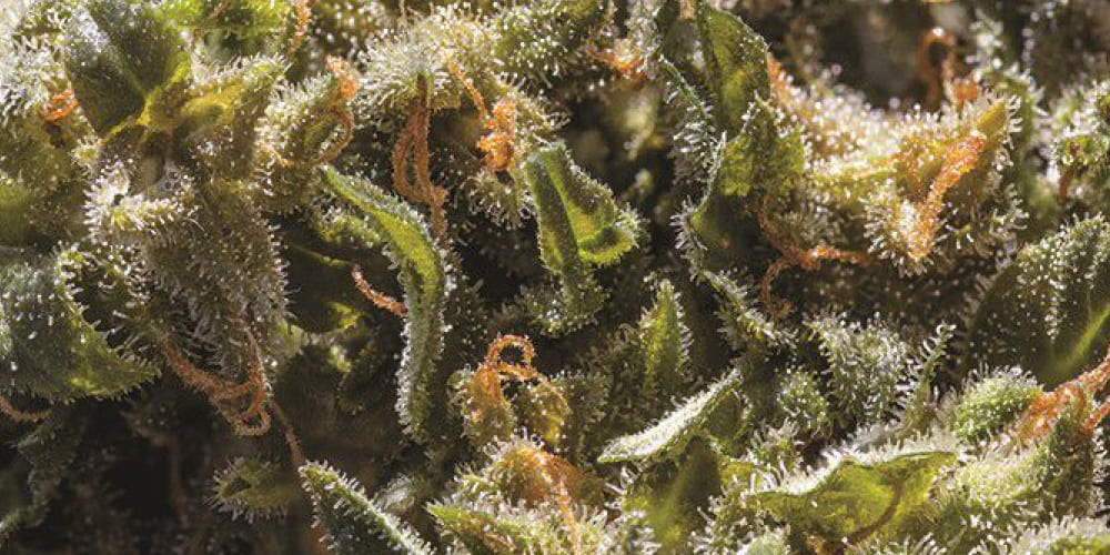 Sherb Cake cannabis strain with vibrant green buds and a thick layer of trichomes.