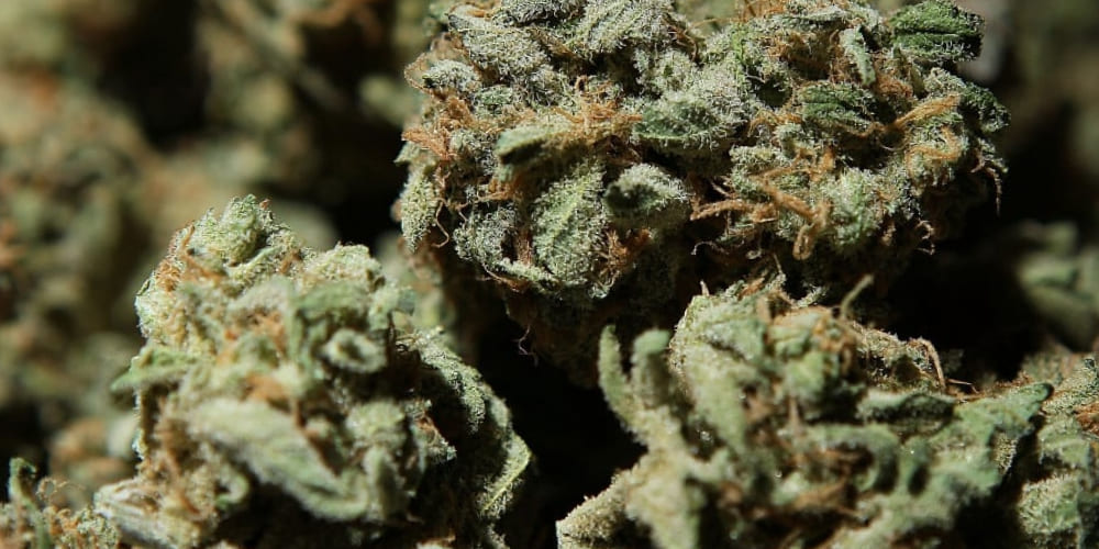 A close-up shot of Wedding Cake cannabis strain showcasing dense buds covered in frosty trichomes.