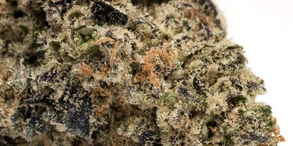 ACDC CBD-rich cannabis strain