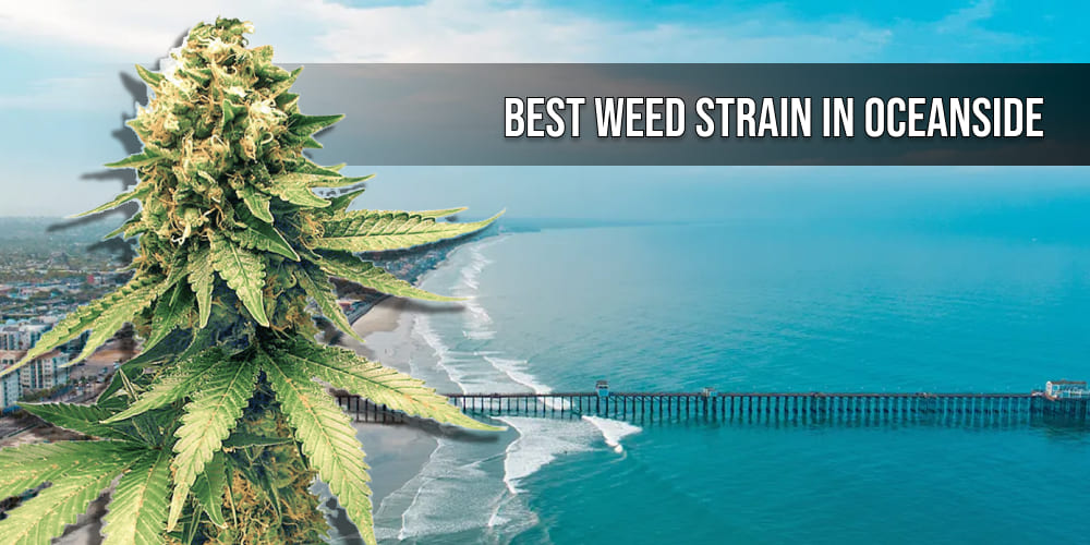 Best weed strain in Oceanside