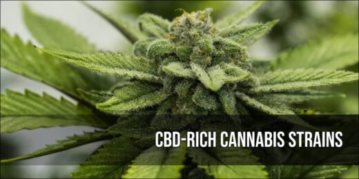 CBD-Rich Cannabis Strains