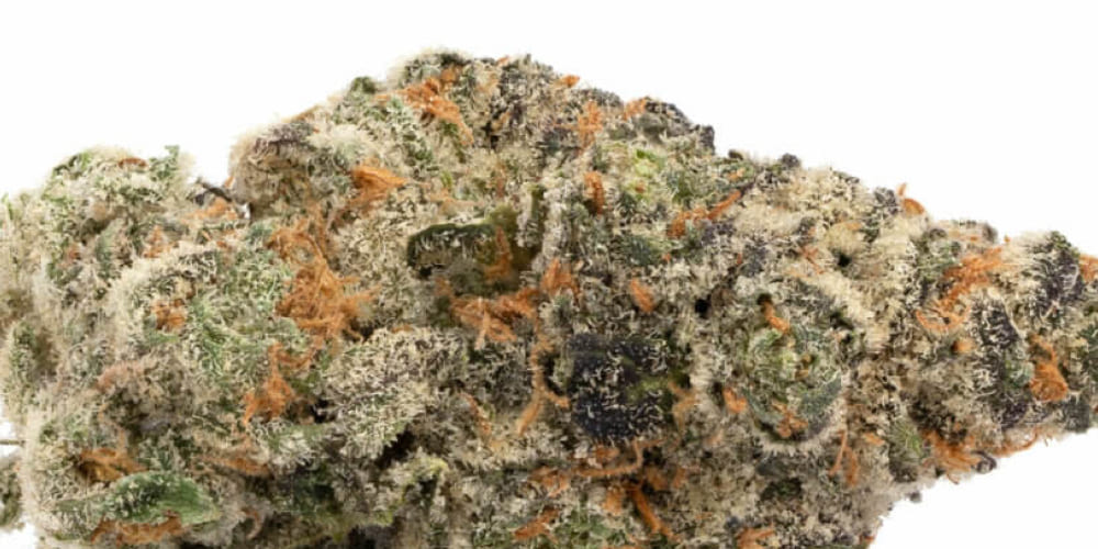 The Best Hybrid Weed Strains in 2025 Mature cannabis bud ready for harvest with vibrant green and purple hues