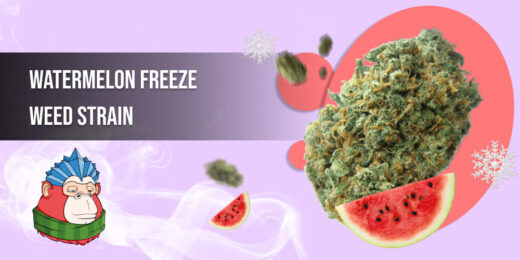 Freeze Watermelon Weed Strain