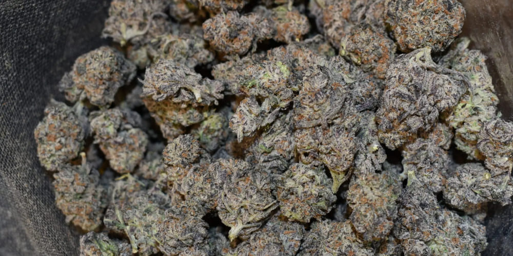 Fresh Animal Cookies cannabis buds arranged on a wooden table.