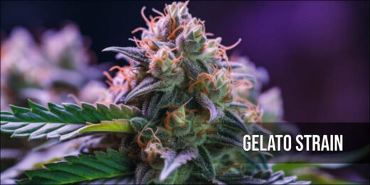 Gelato Strain