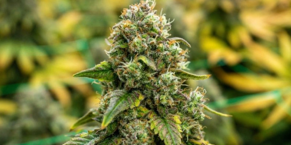 Ringo's Gift CBD-rich cannabis strain