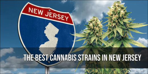 The Best Cannabis Strains in New Jersey