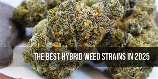 The Best Hybrid Weed Strains in 2025