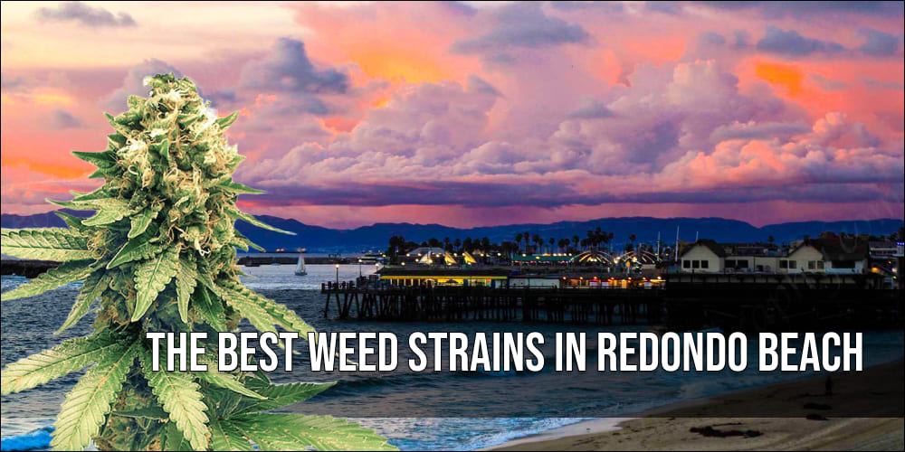 The Best Weed Strains in Redondo Beach