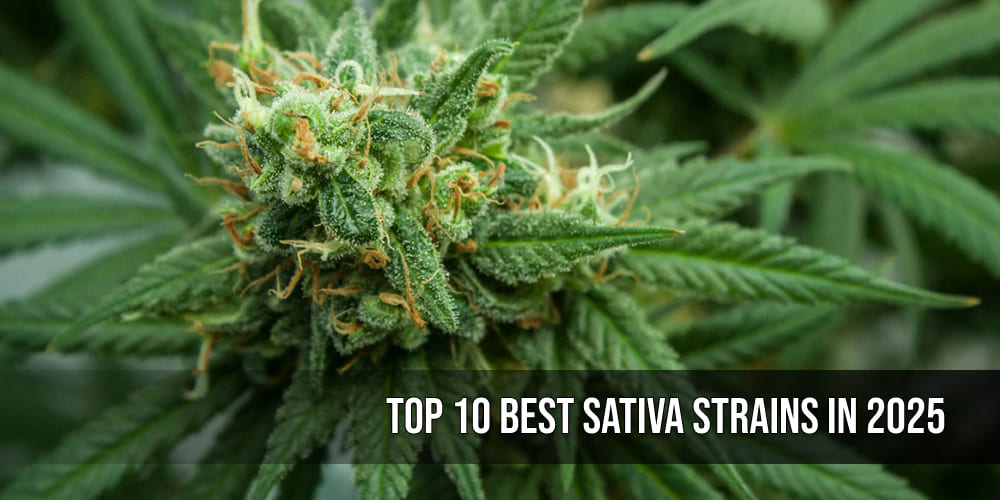 Top 10 Best Sativa Strains in 2025