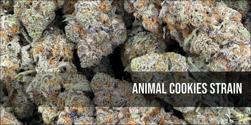 animal cookies strain